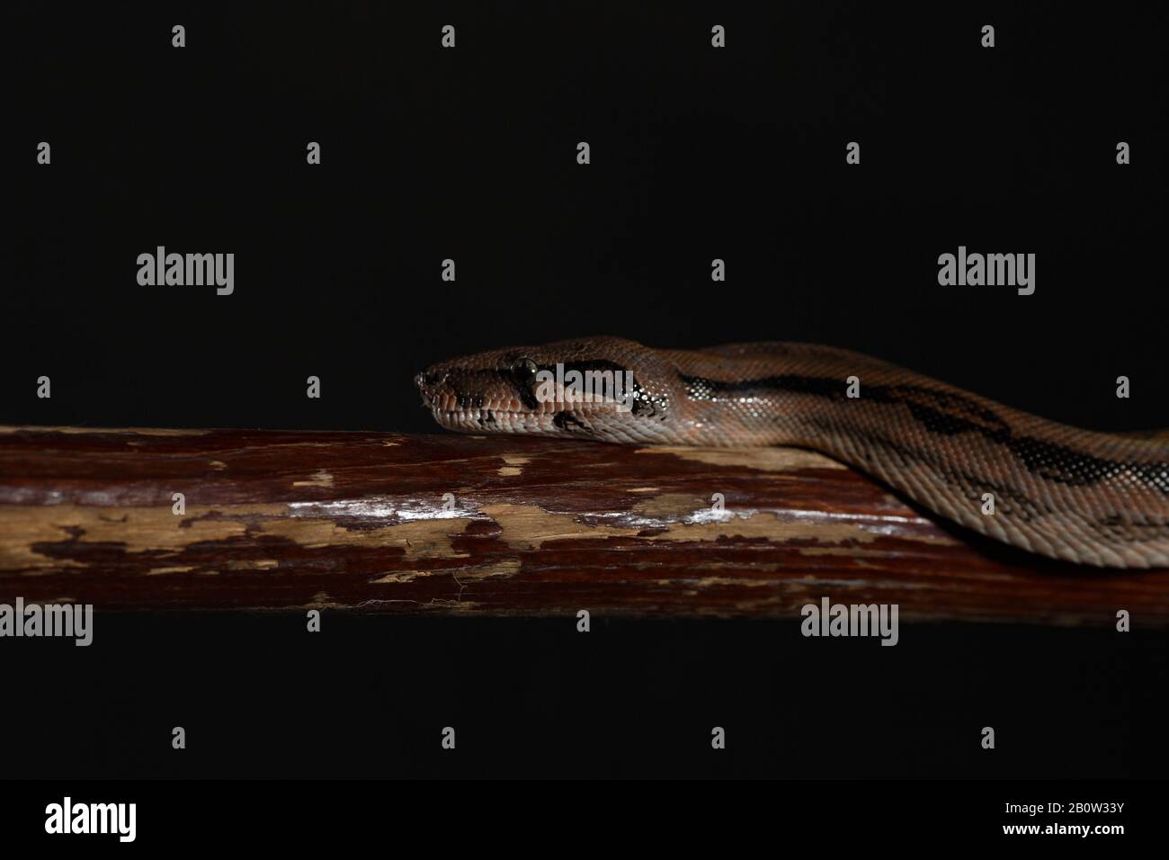 Royal Python, or Ball Python Python regius, studio. It's camouflage colors have an amazing pattern. The curious snake is a pet reptile Stock Photo