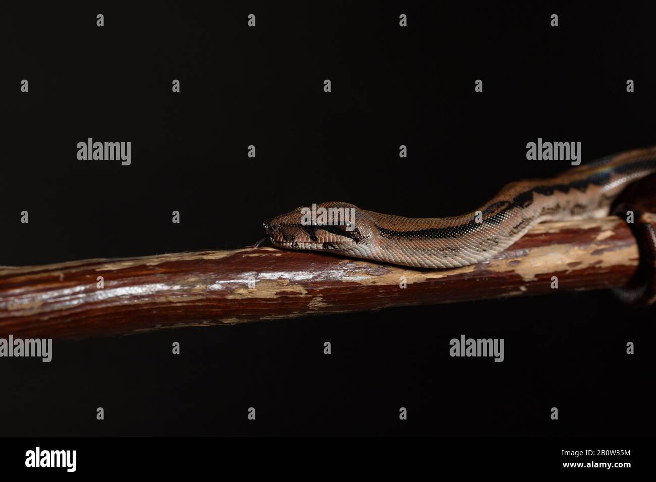 Royal Python, or Ball Python Python regius, studio. It's camouflage colors have an amazing pattern. The curious snake is a pet reptile Stock Photo