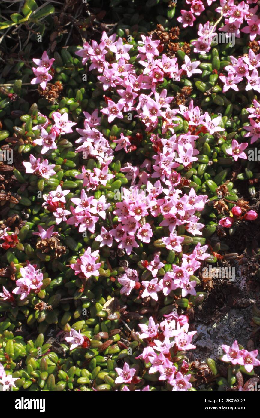 Alpen- Azalee, Loiseleuria procumbens Stock Photo