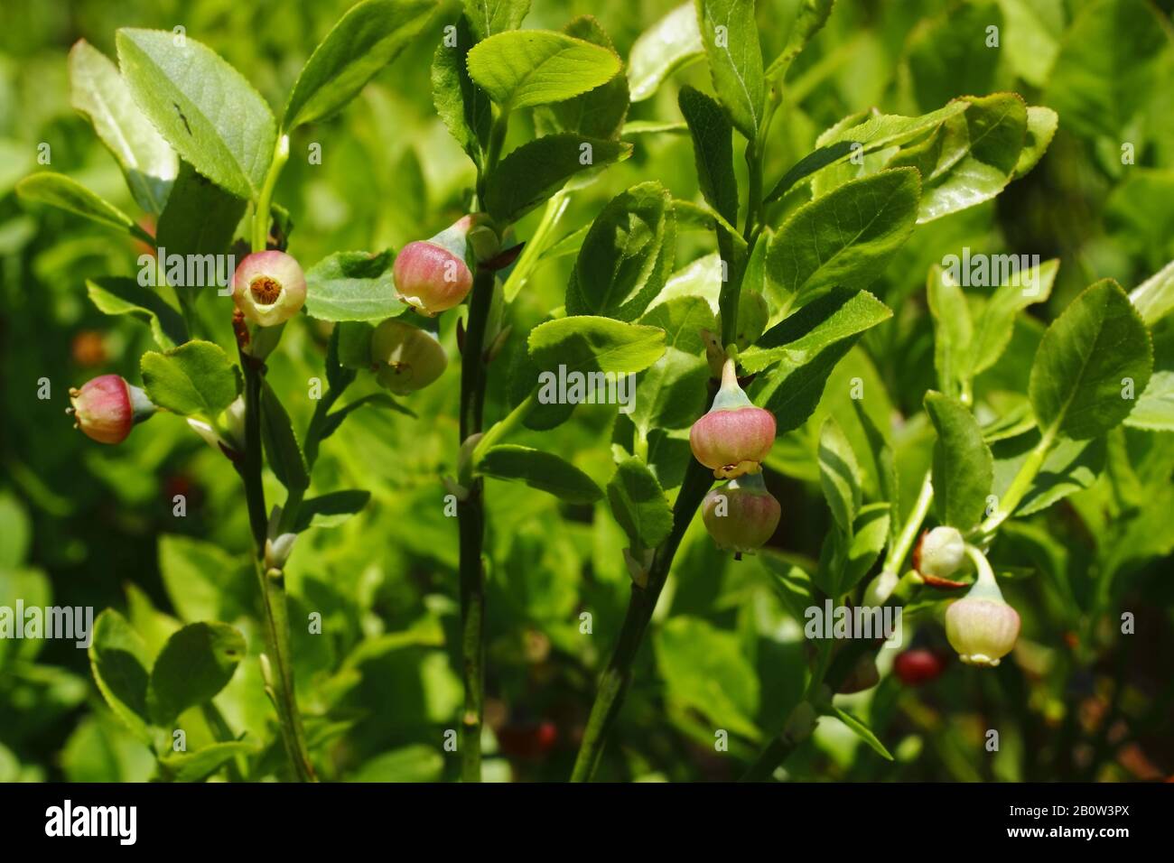 Heidelbeere, Vaccinium myrtillus Stock Photo