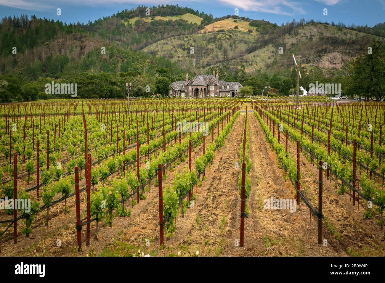 Napa Valley Vineyards Stock Photo