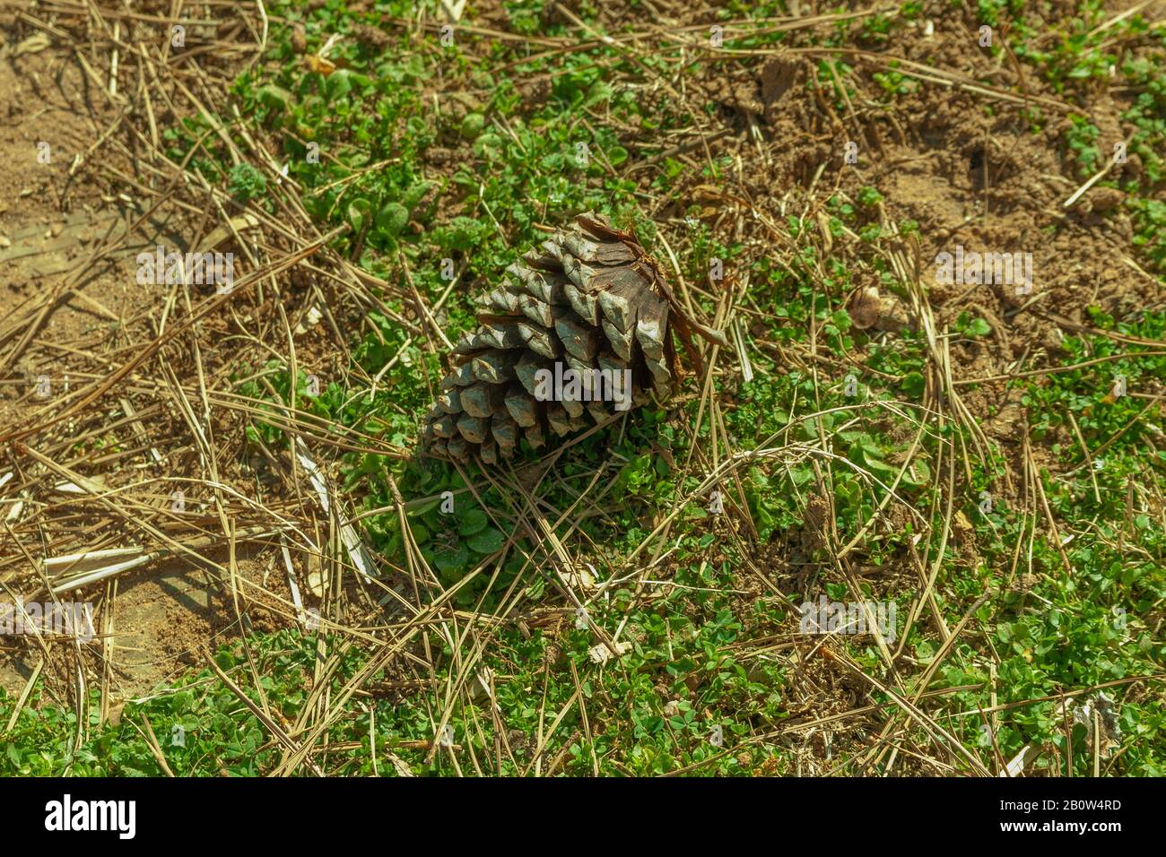 A Pinecone In The Yard With Pine Needles Ditand Weeds Surrounding It Stock Photo Alamy