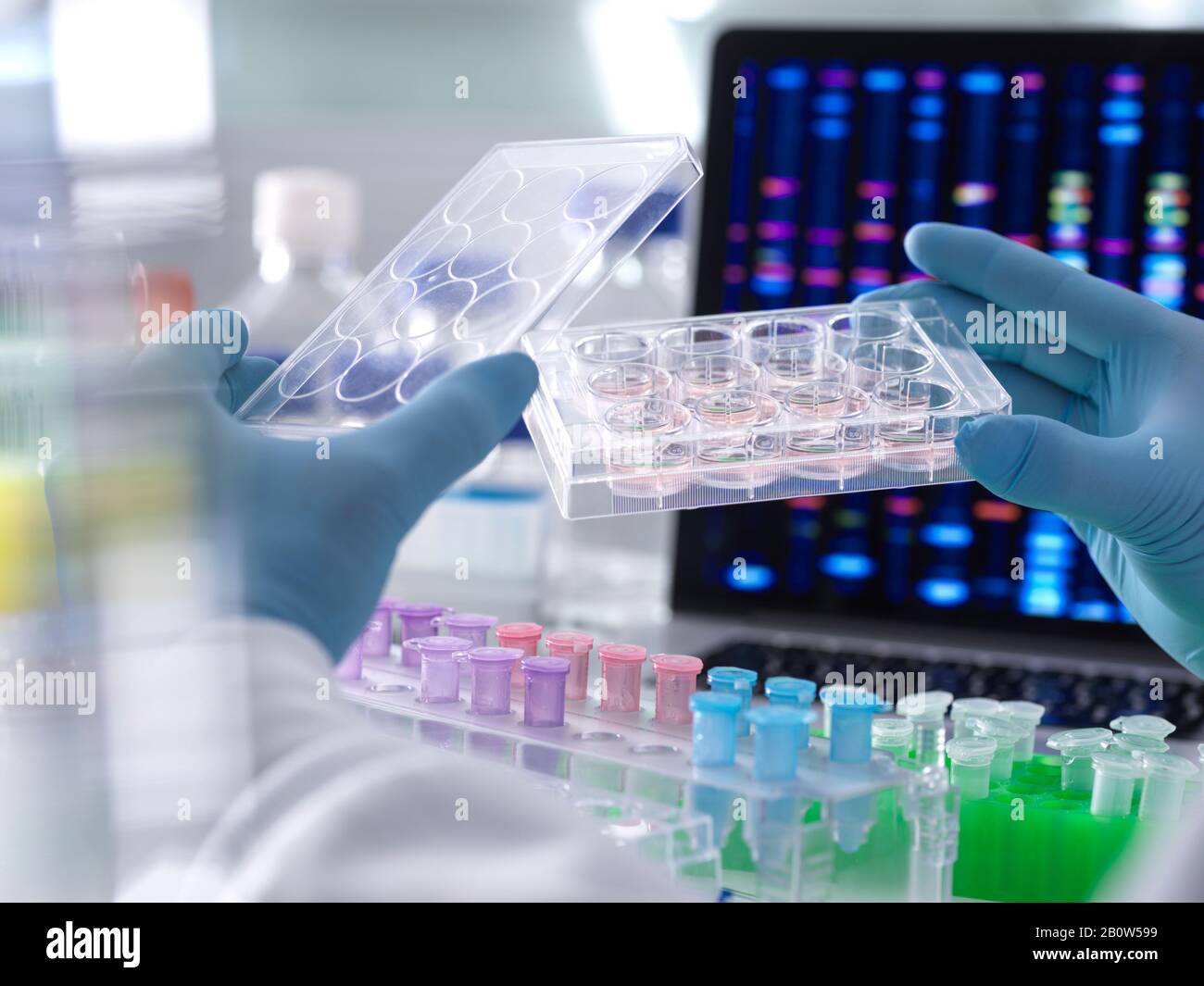 Scientist pipetting DNA samples into microcentrifuge tubes during an experiment in the laboratory with the DNA profile on the monitor screen. Stock Photo