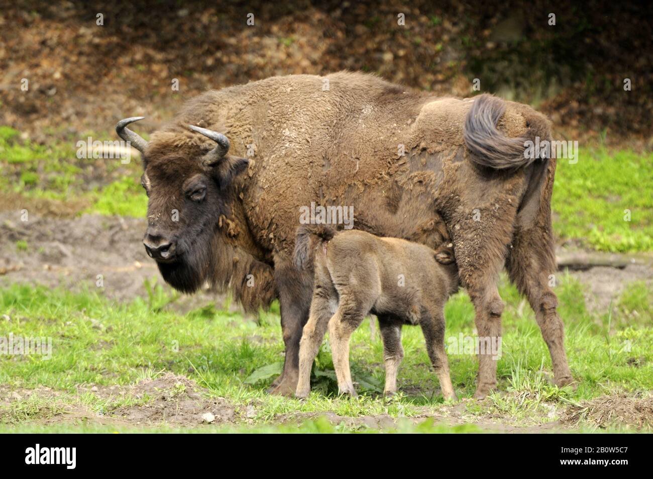 Bergwisent, (Bison bonasus caucasicus),Kuh mit Kalb, Zucht in Hardehausen, Hessen Deutschland Stock Photo