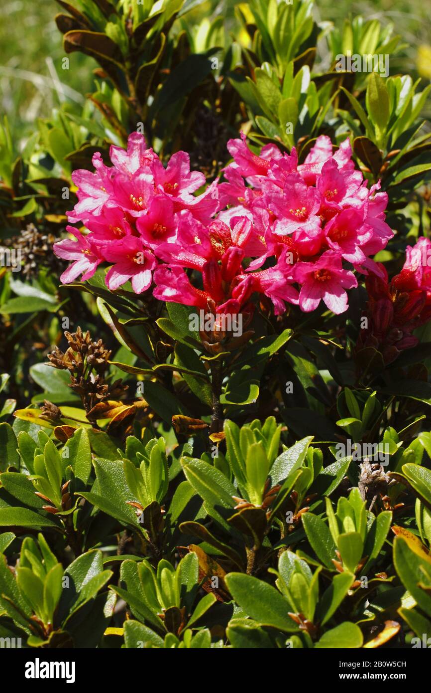 Rostblättrige Alpenrose, Rhododendron ferrugineum Stock Photo