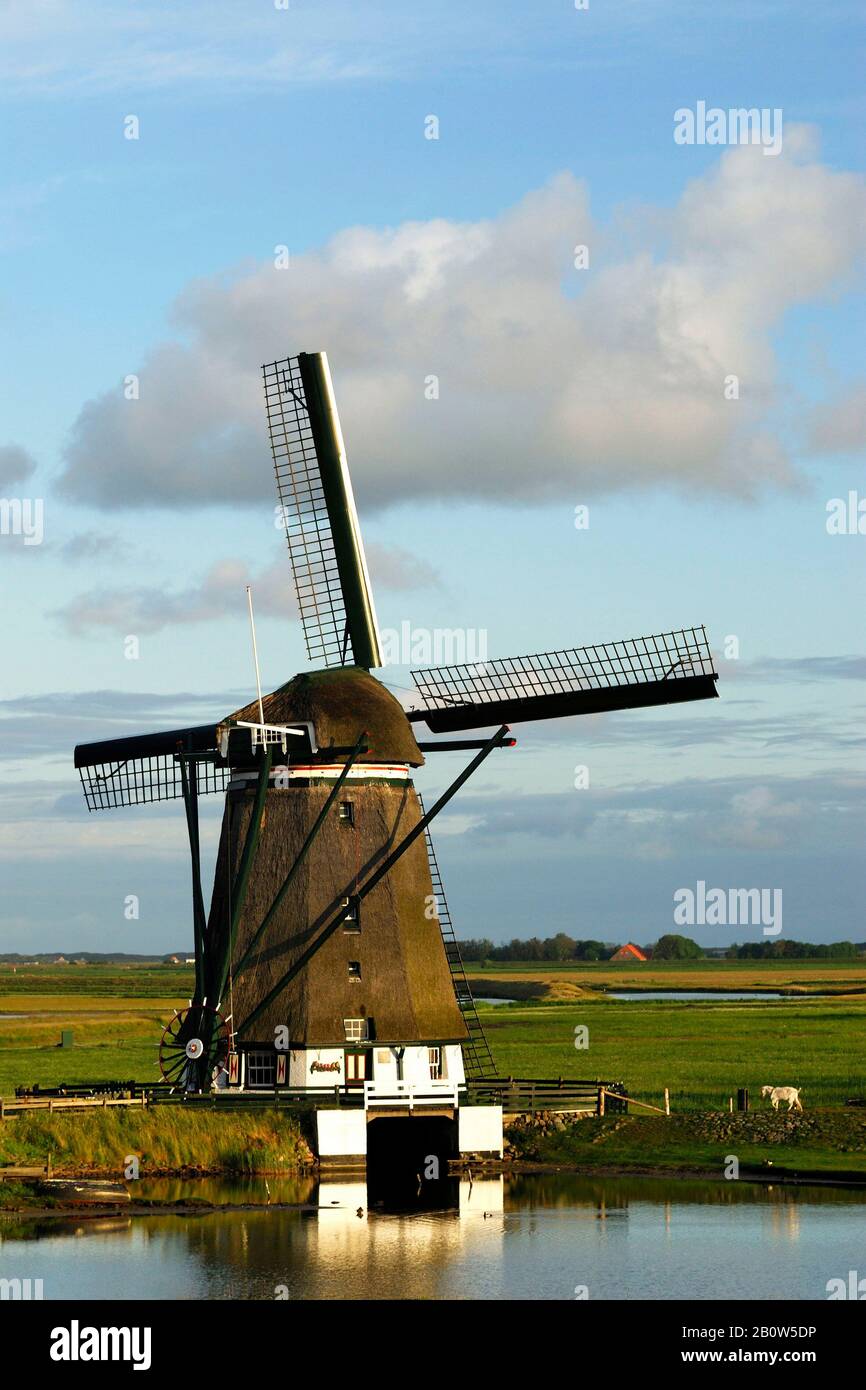 Windmuehle, Reetgedeckt, Getreide,Texel, Niederlande, Insel, Westfriesische Inseln Stock Photo Windmuehle, Reetgedeckt, Getreide,Texel, Niederlande, Insel, Westfriesische Inseln Stock Photo