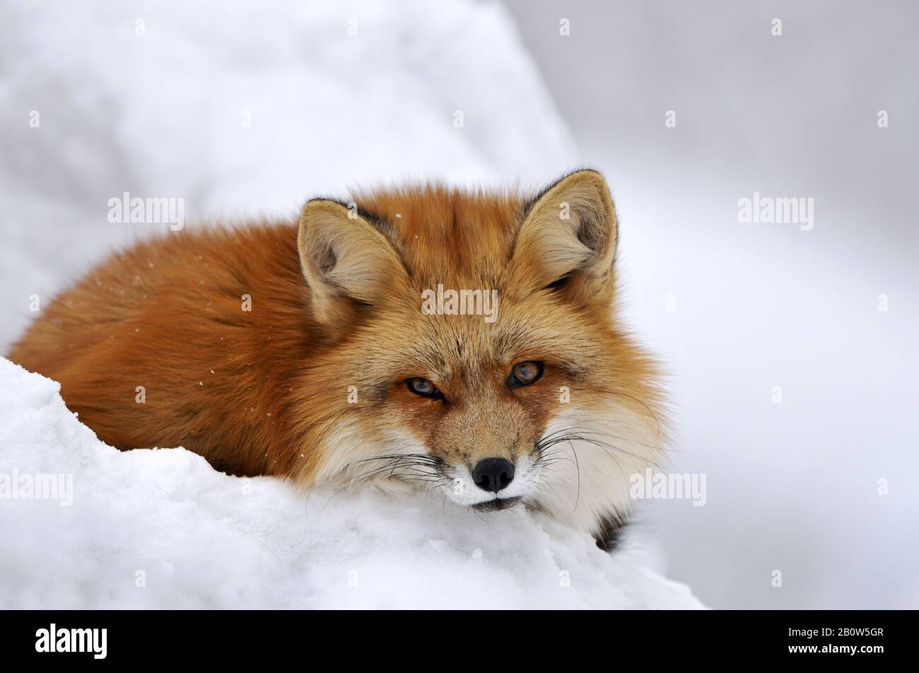 Ruhender Rotfuchs, Red Fox, (Vulpes vulpes), im Winter Stock Photo