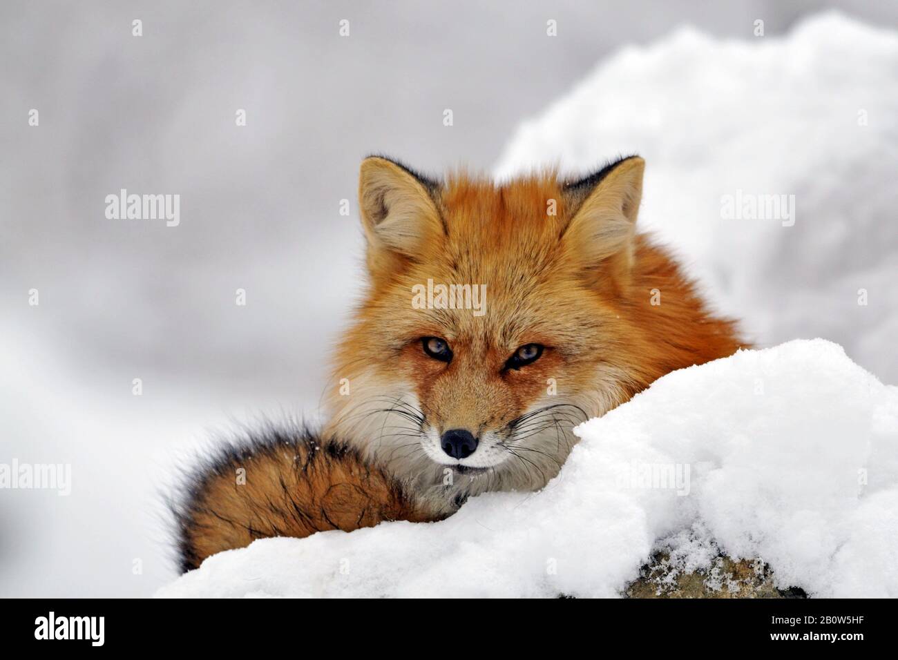 Rotfuchs, Red Fox, (Vulpes vulpes), im Winter Stock Photo