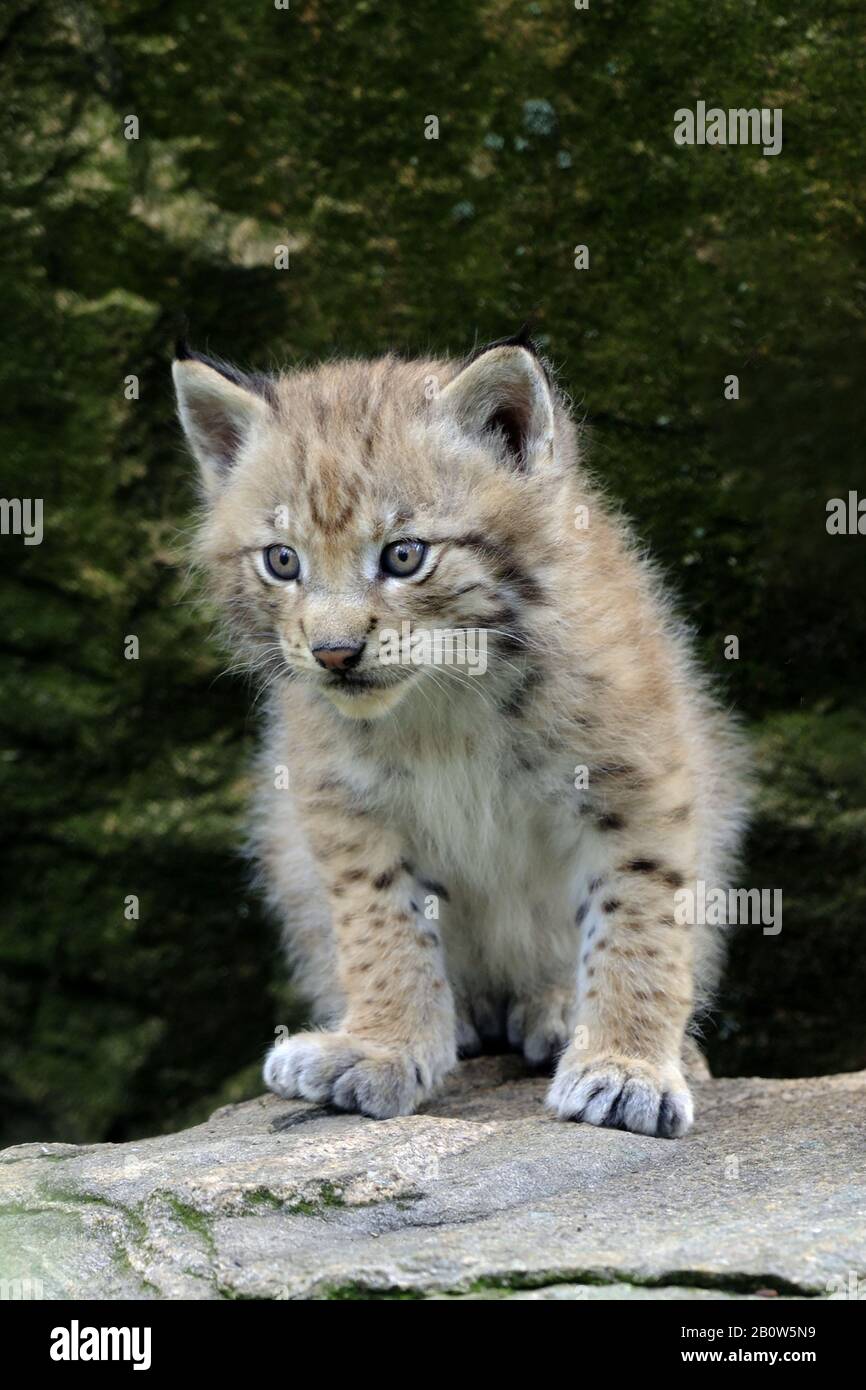 Europaeischer Luchs, Jungtier, Tierkinder, (Lynx lynx), Welpe, Stock Photo