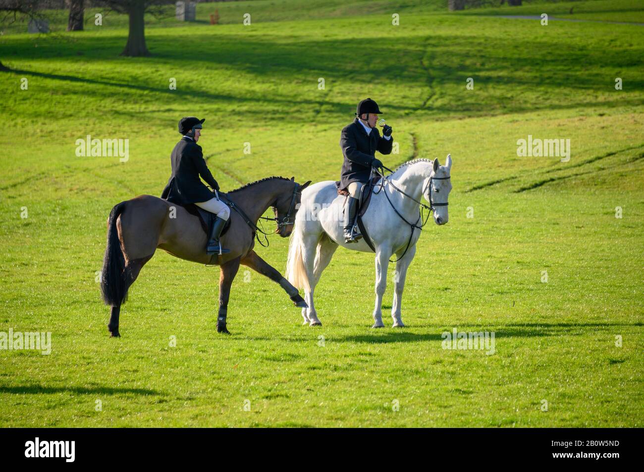 Aske Hall, Richmond, North Yorkshire, UK February 08, 2020 Two horse