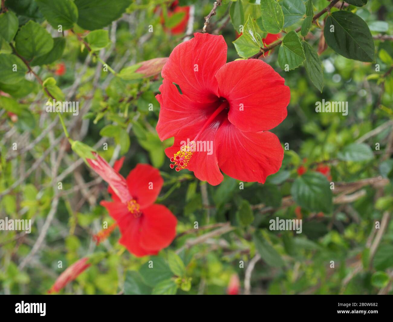 Hibiscus flowers growing in Greece. Part of the mallow family, Malvaceae. Stock Photo