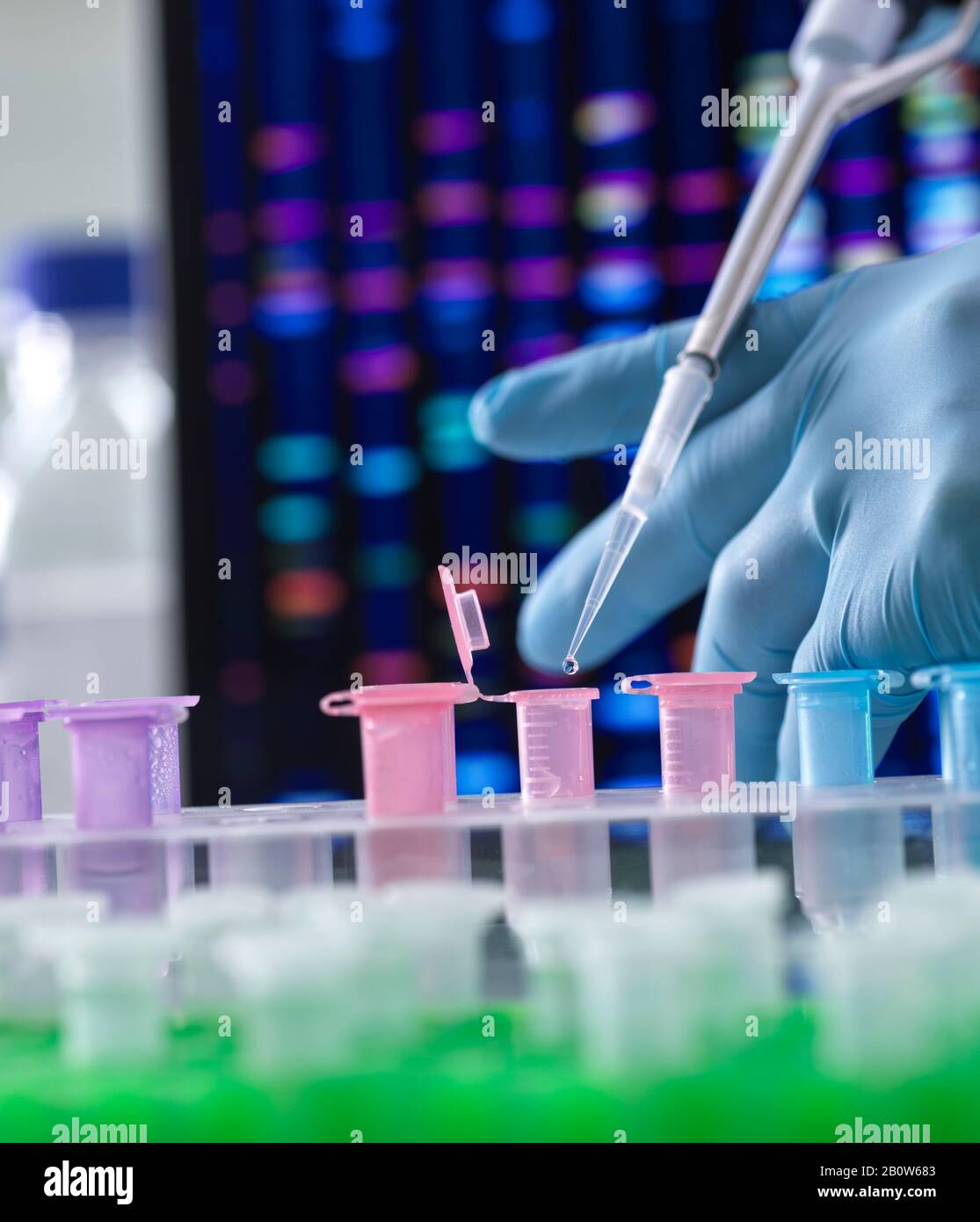 Scientist pipetting DNA samples into microcentrifuge tubes during an experiment in the laboratory with the DNA profile on the monitor screen. Stock Photo