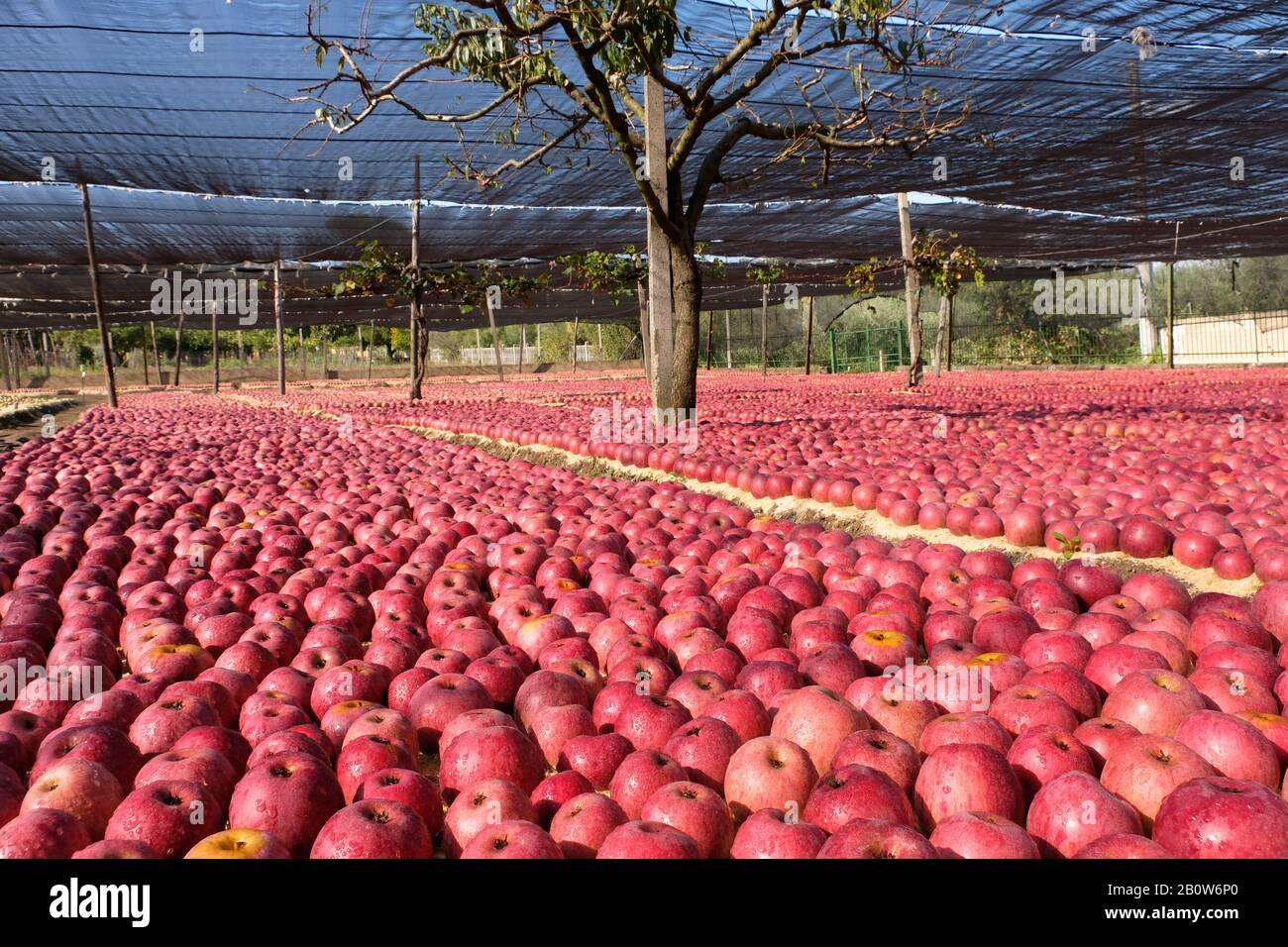 ANNURCA apples ripening near Naples, southern italy Stock Photo
