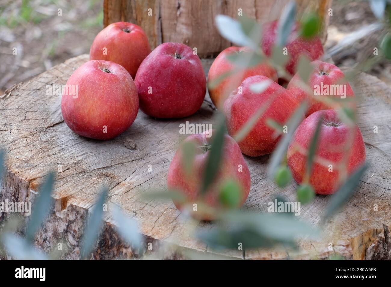 ANNURCA apples ripening near Naples, southern italy Stock Photo