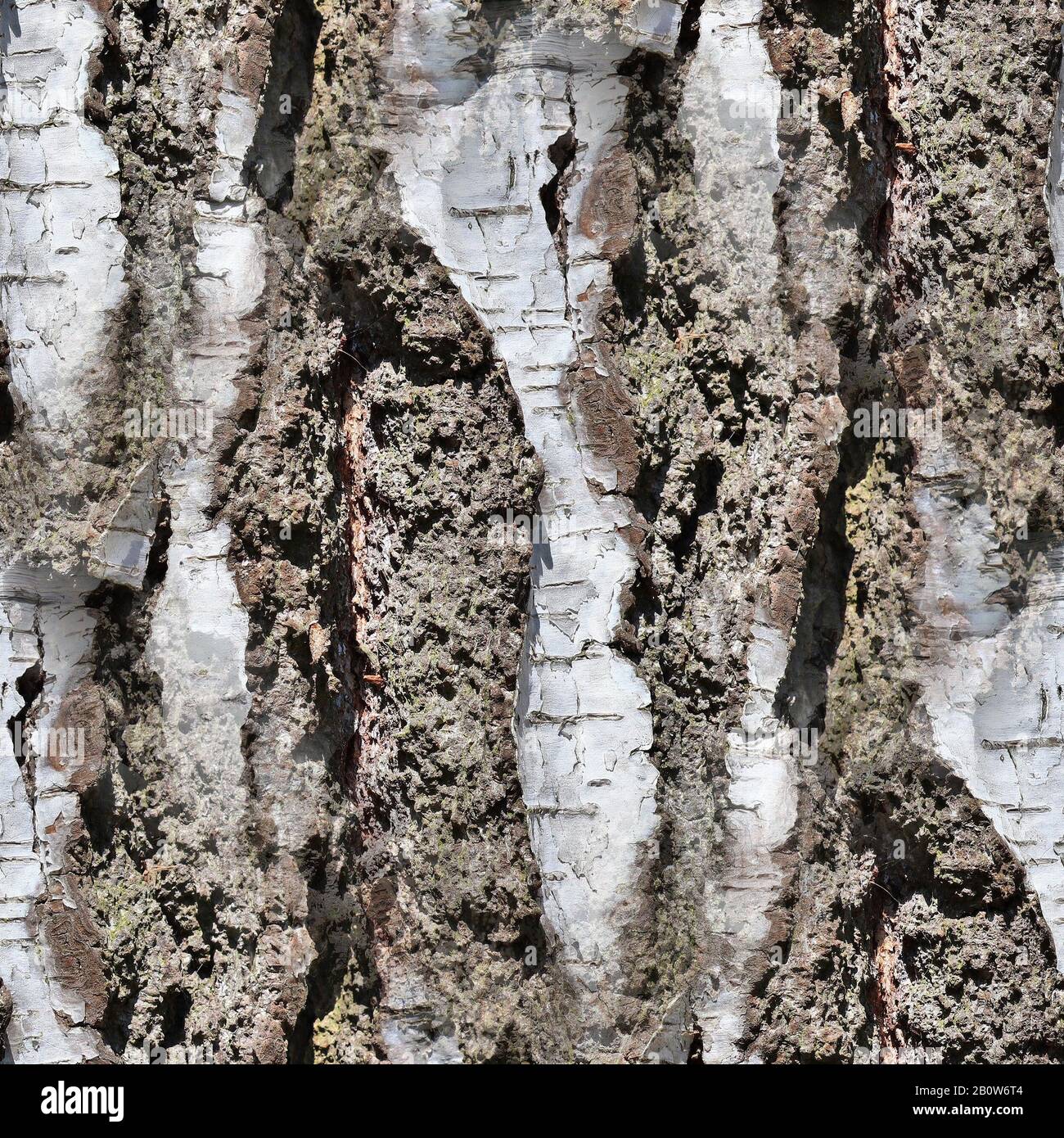 Photo realistic seamless texture pattern of tree bark in high ...