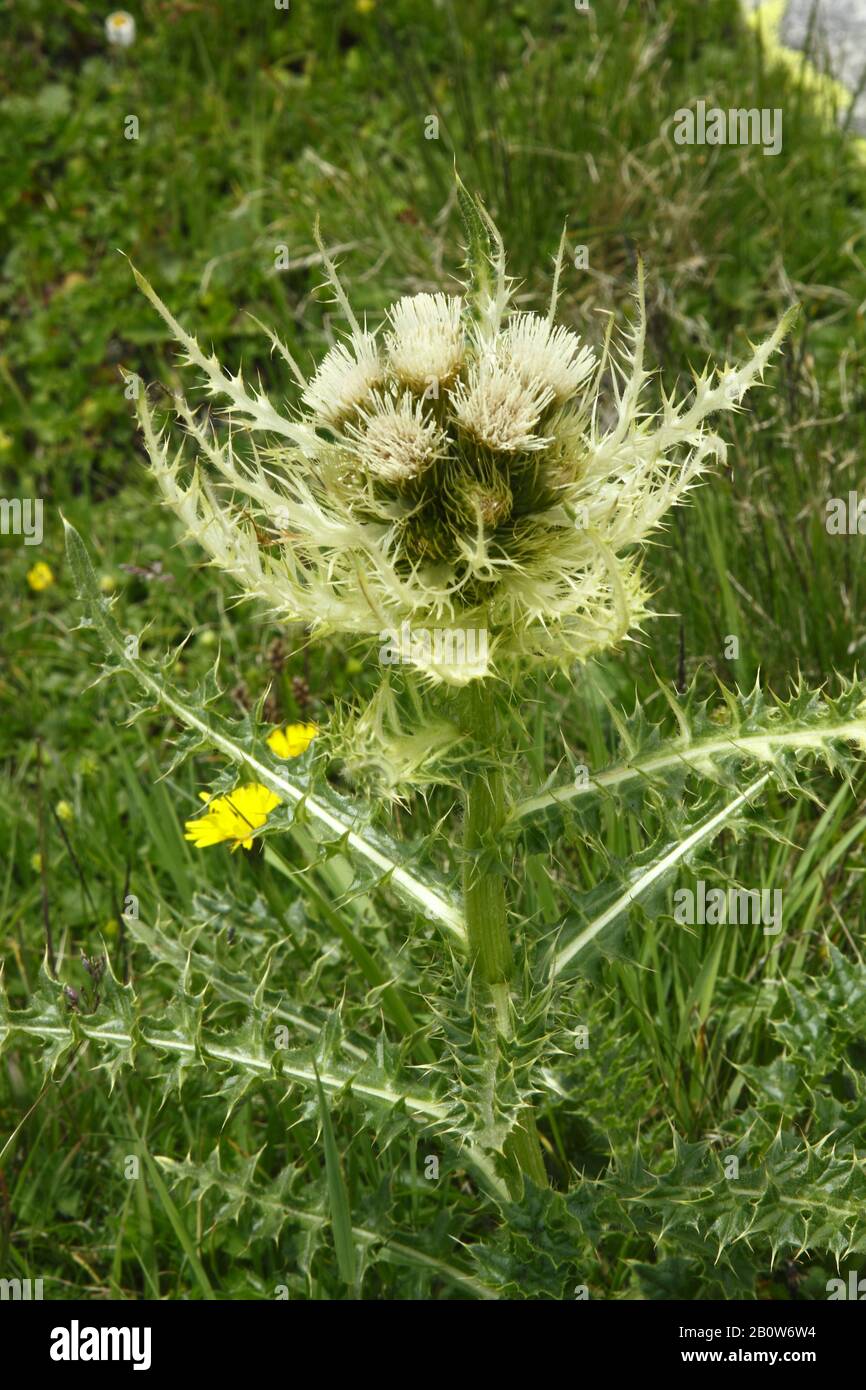 Alpen- Kratzdistel, Cirsium spinosissimum Stock Photo