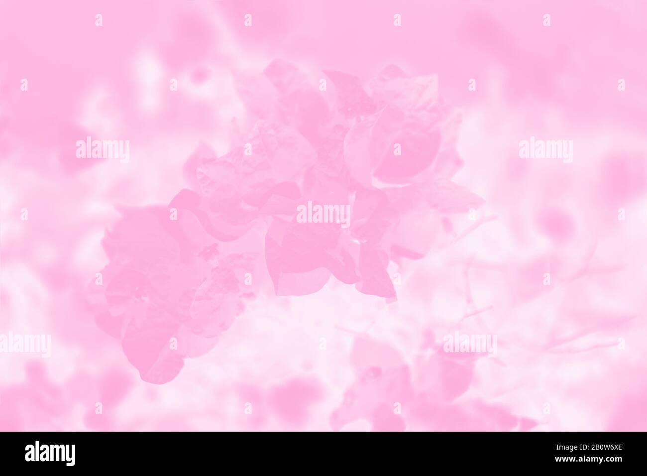 Blooming bougainvillea flowers background. Pink and white color