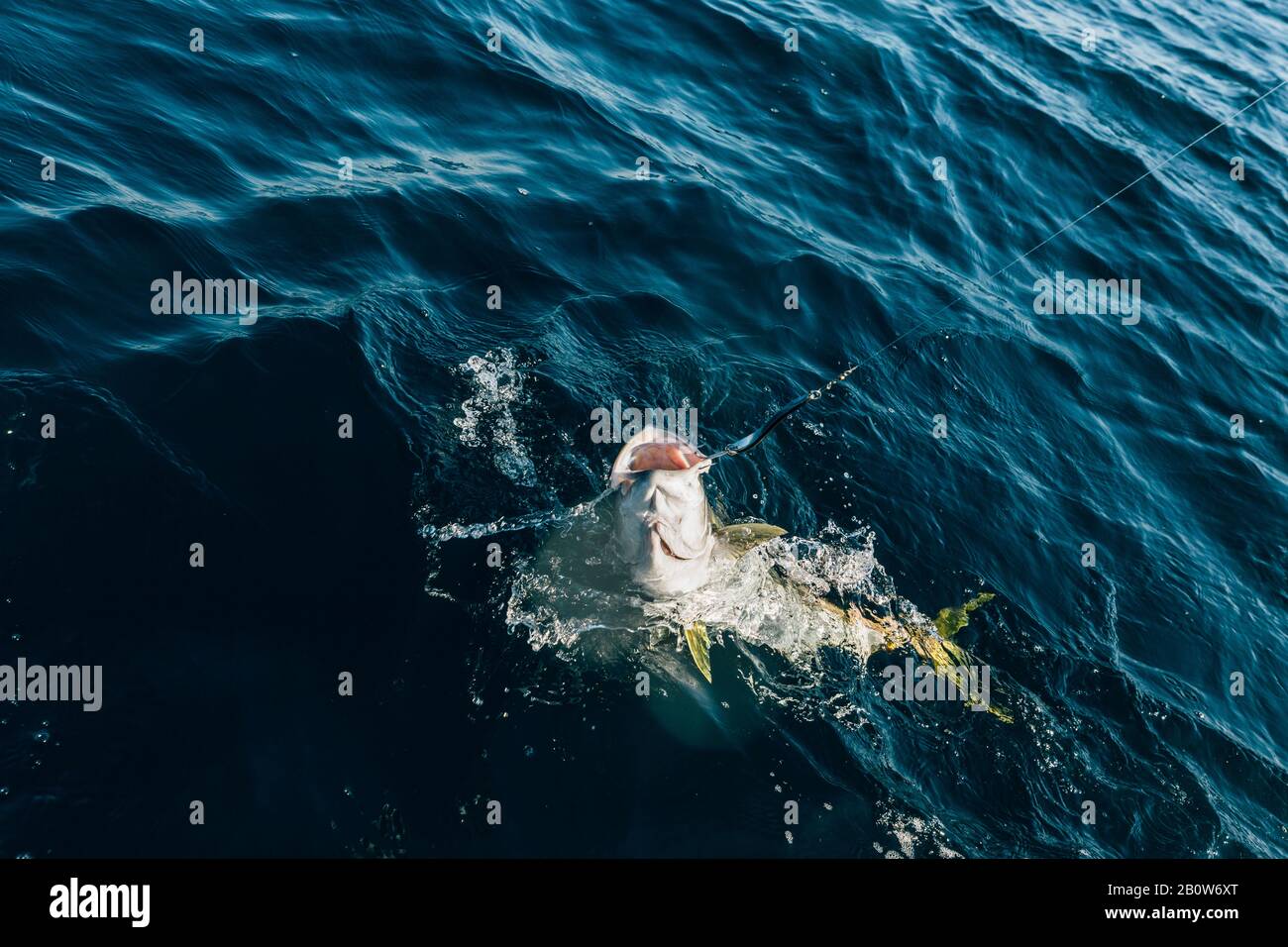 Pacific yellowtail caught on fishing hook in ocean Stock Photo - Alamy