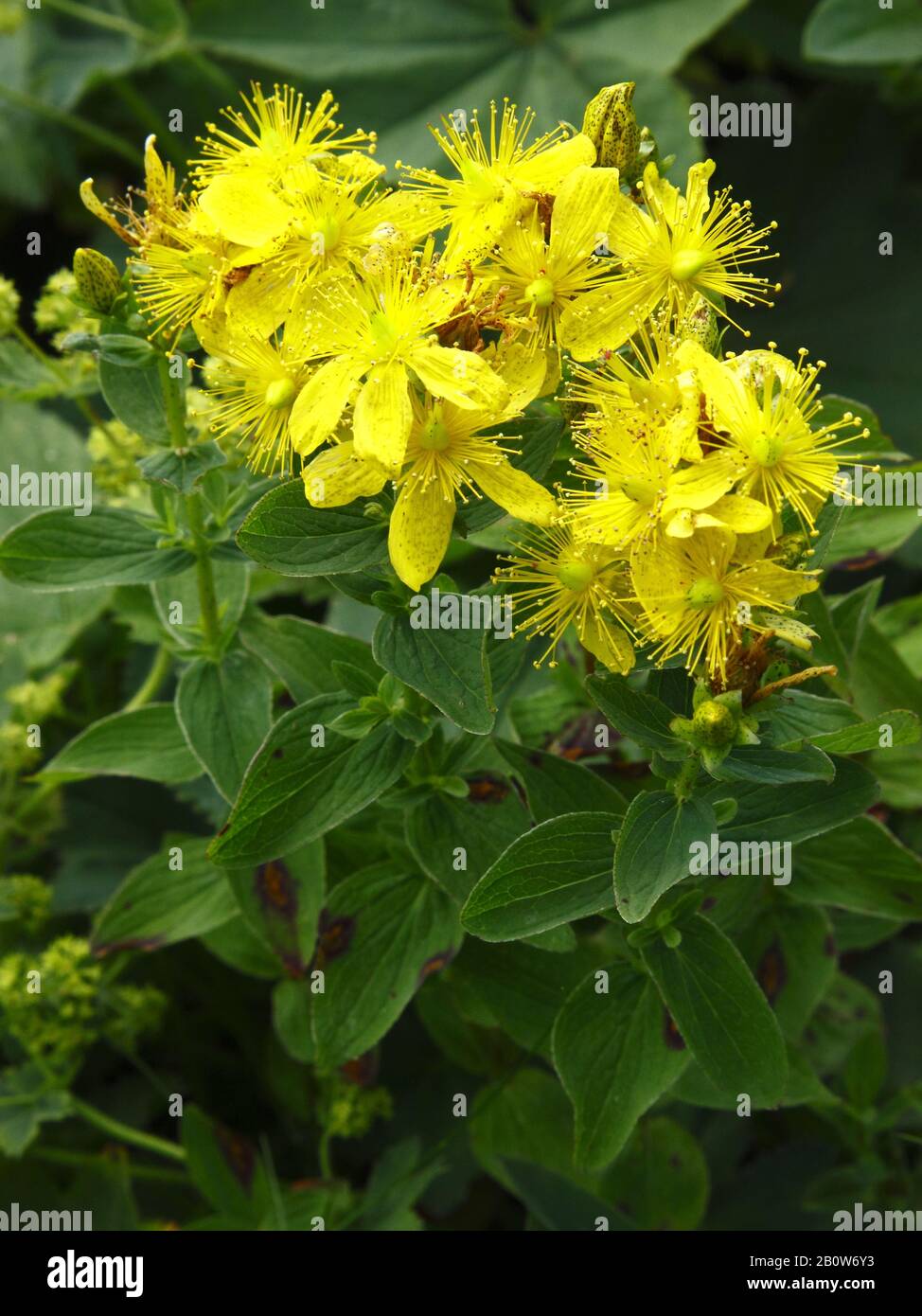 Geflecktes Johanniskraut, Hypericum maculatum ssp. maculatum Stock Photo