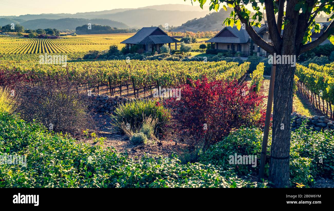 Napa Valley Vineyards, Shades of Autumn Stock Photo