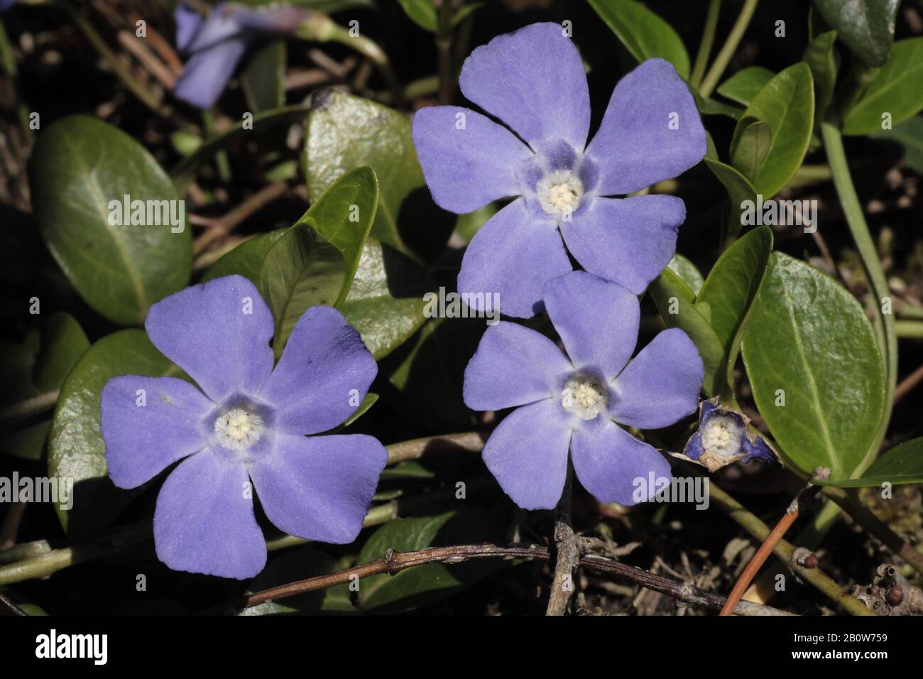 Kleines Immergrün, Vinca minor Stock Photo Alamy
