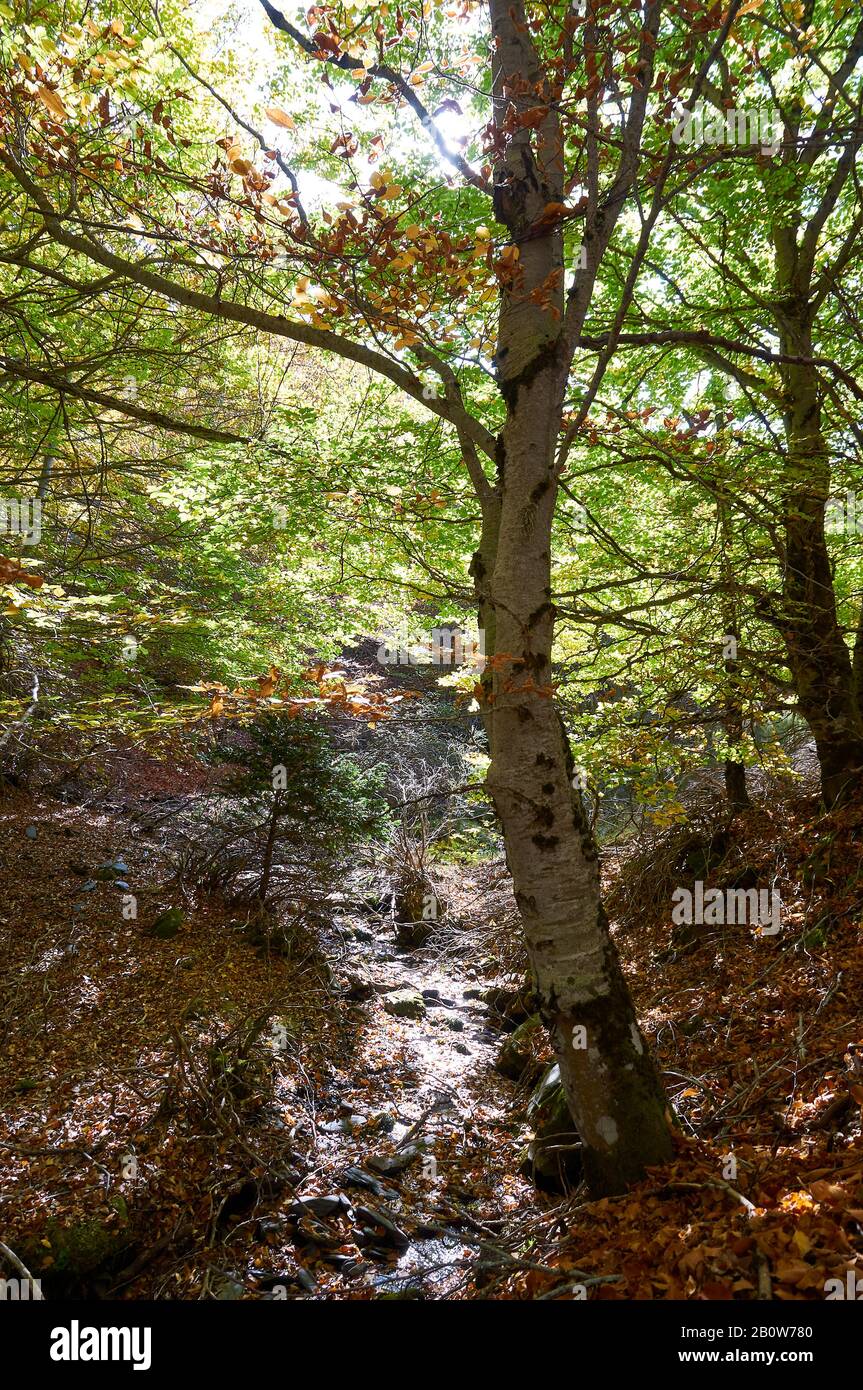 Beech forest in Senda Carretas trail path in Hayedo de Tejera Negra (Parque Natural Sierra Norte de Guadalajara, Cantalojas, Castilla-La Mancha,Spain) Stock Photo