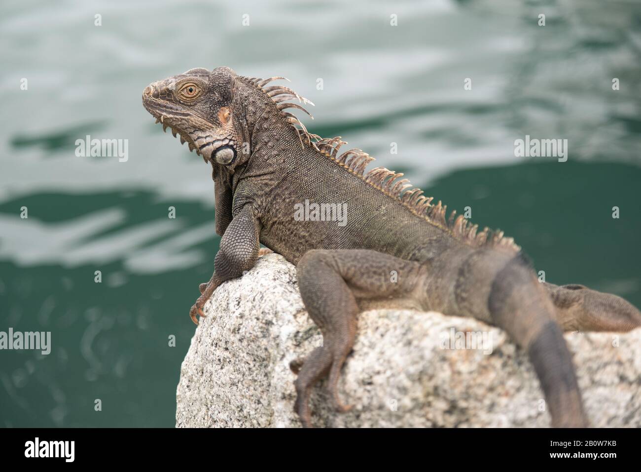 Iguana Lizard, Aruba, Caribbean Stock Photo - Alamy