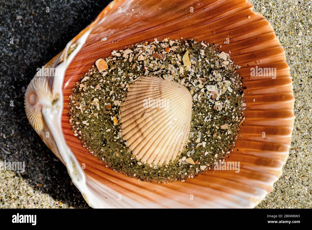 A sea shell cradles a smaller shell resting on some sand. The shells washed up looking that way and were found at low tide. Stock Photo