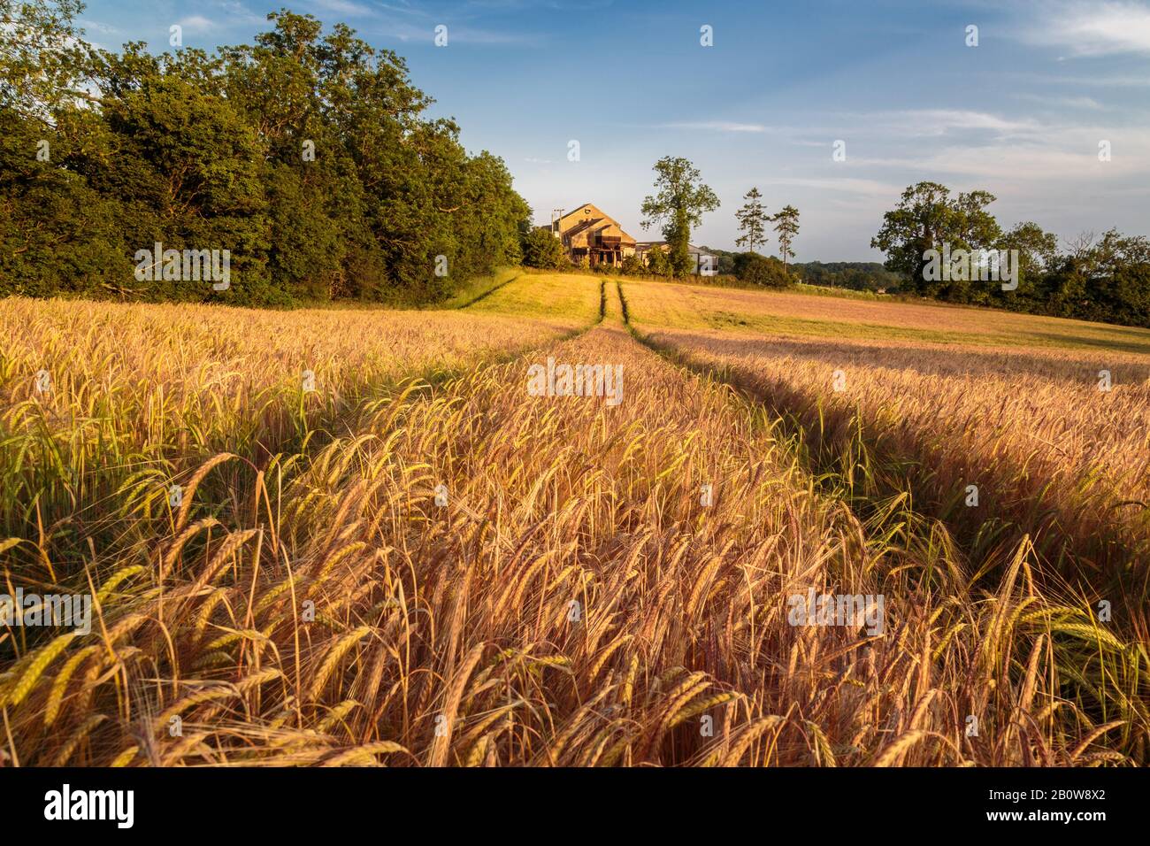 A golden wheat field in the heart of summer, broad & fertile. Stock Photo