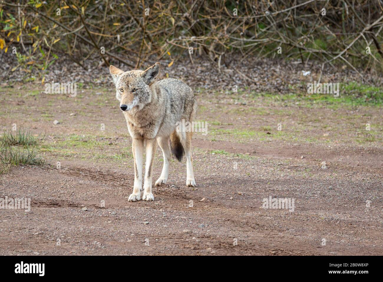 A wild coyote emerges from the undergrowth looking for a hand-out, curious tourists watch attentively. Stock Photo