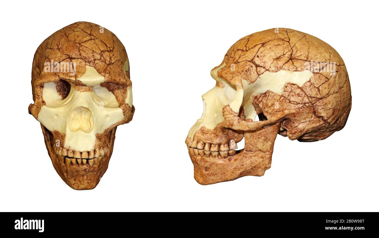 Homo sapiens skull Skhul 5 Stock Photo