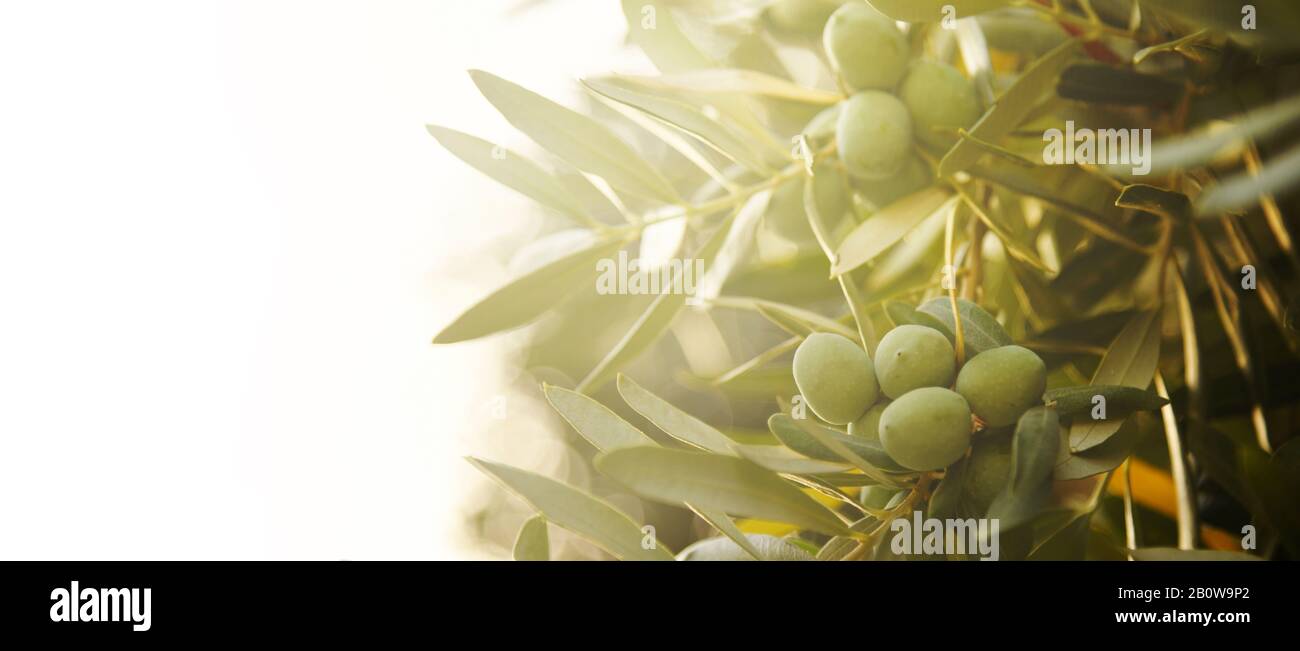 Closeup Of Olive Fruit On Tree Branch Olive Garden And Sunlight