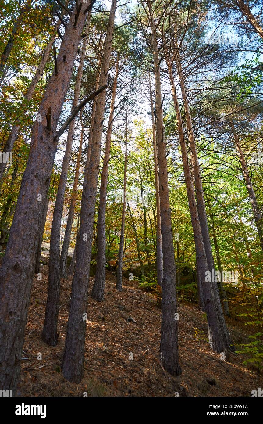 Scots pines (Pinus sylvestris) in autumn in Hayedo de Tejera Negra (Parque Natural Sierra Norte de Guadalajara, Cantalojas, Castilla-La Mancha, Spain) Stock Photo