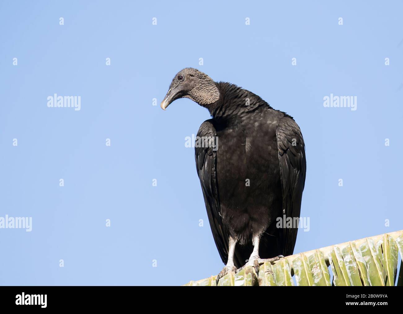 Black Vulture Stock Photo