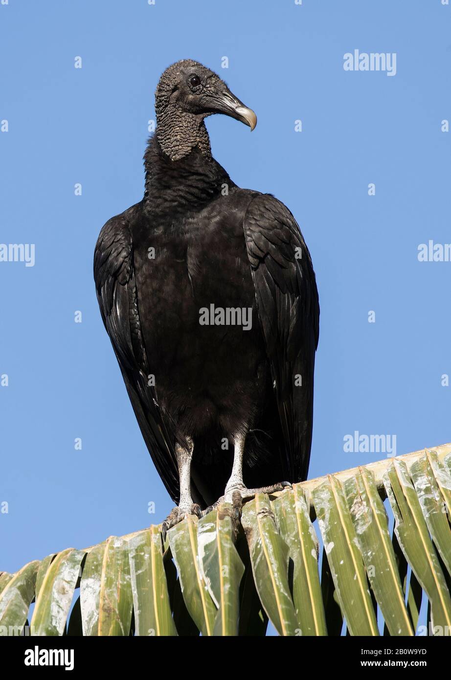 Black Vulture Stock Photo