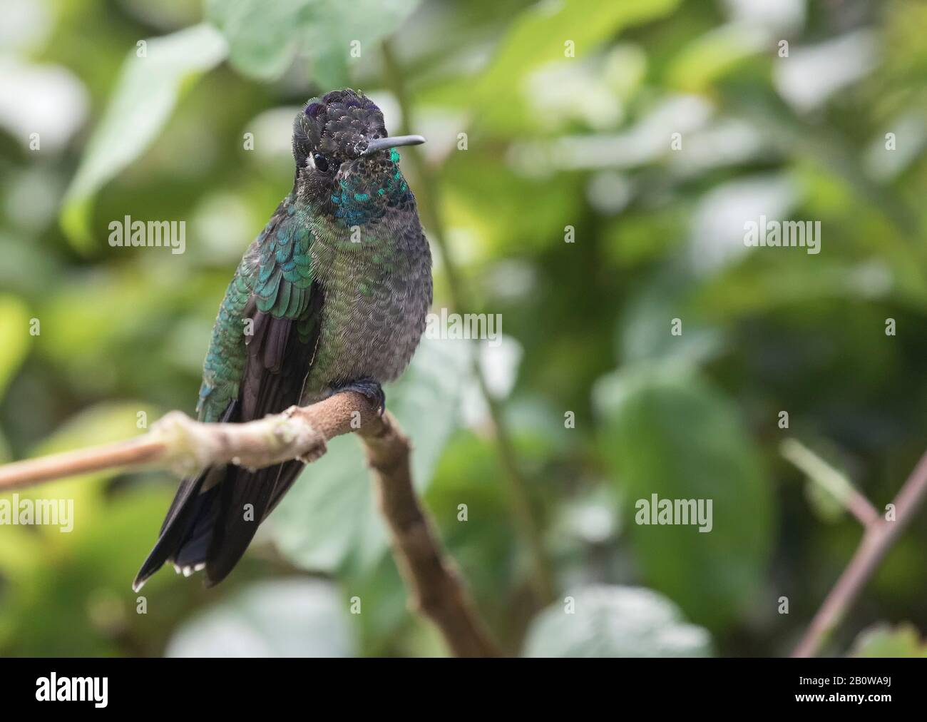 Talamance Hummingbird Stock Photo