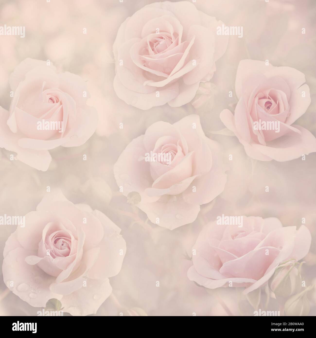 Beautiful pastel floral pattern background. Abstract pink rose bud in  garden. Spring vintage wallpaper design Stock Photo - Alamy