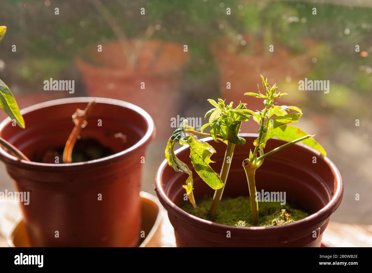 Passion flower passiflora caerulea bud hires stock photography and