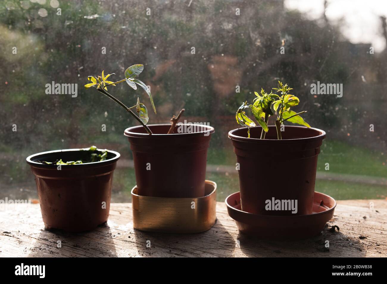 Passion flower, Passiflora, cuttings taken in early autumn germinating