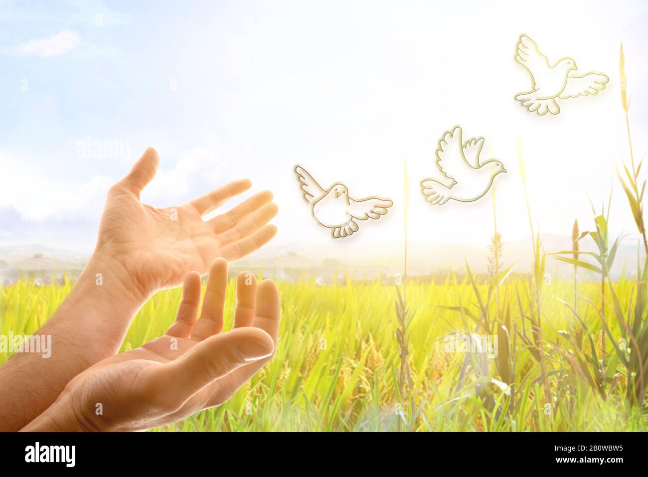 Hand releasing drawing shaped pigeons in the sky with wheat meadow background with spikes. Horizontal composition Stock Photo