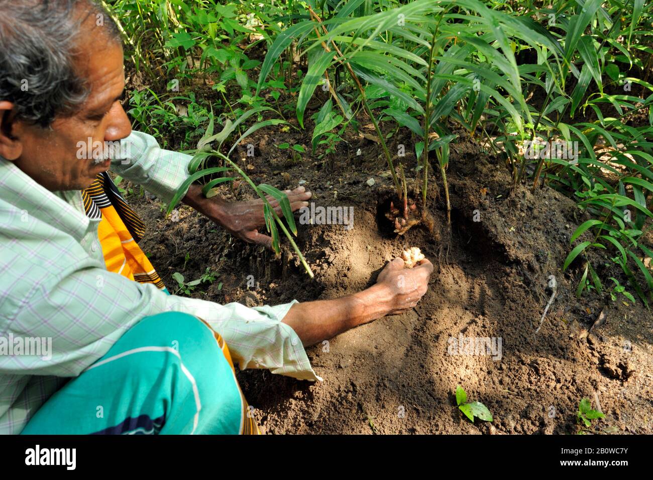 Sri Lanka, Uva province, Dombagahawela, Madara, farmer harvesting ginger Stock Photo