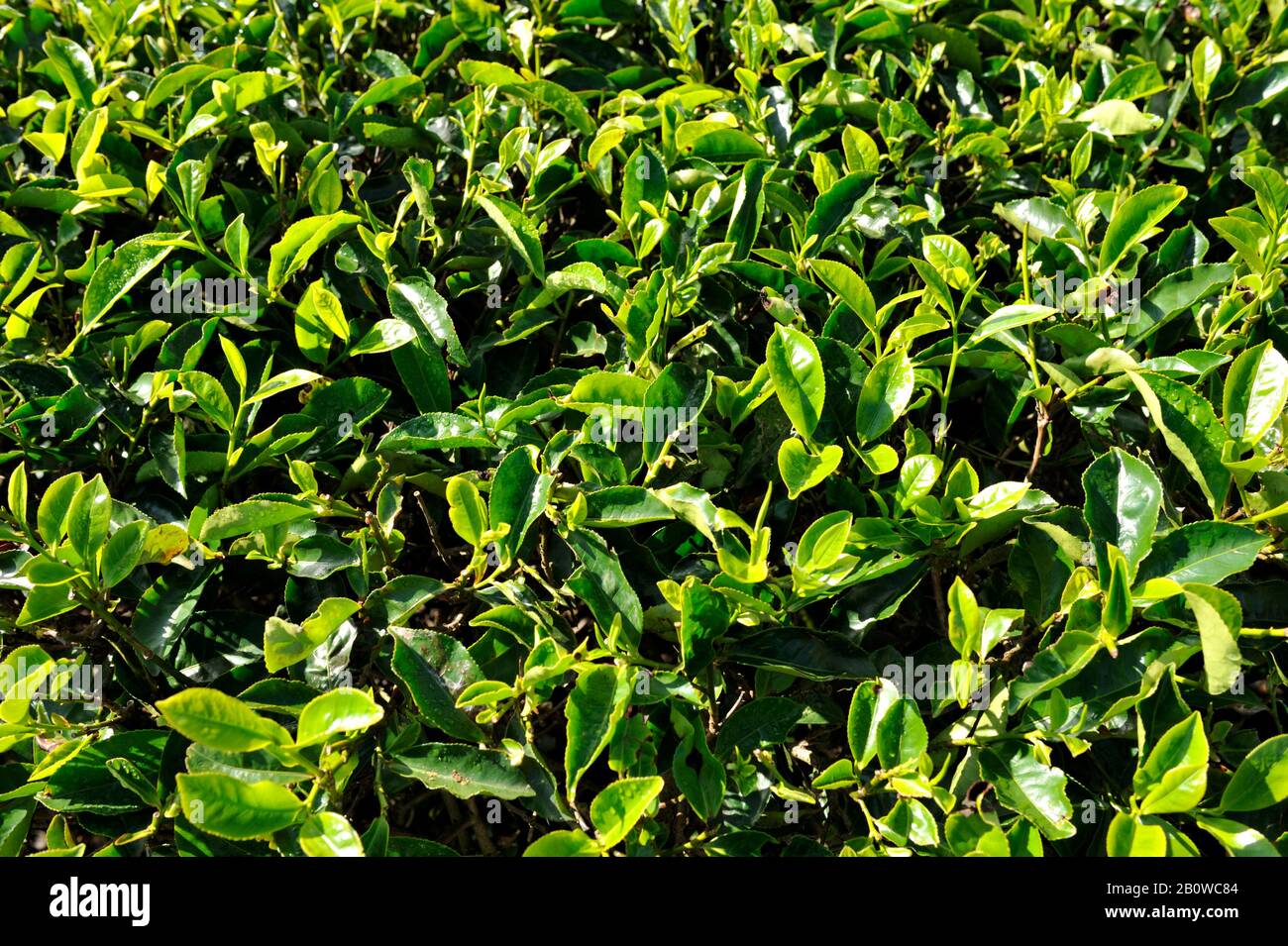 Sri Lanka, Nuwara Eliya, tea plantation, tea leaves Stock Photo