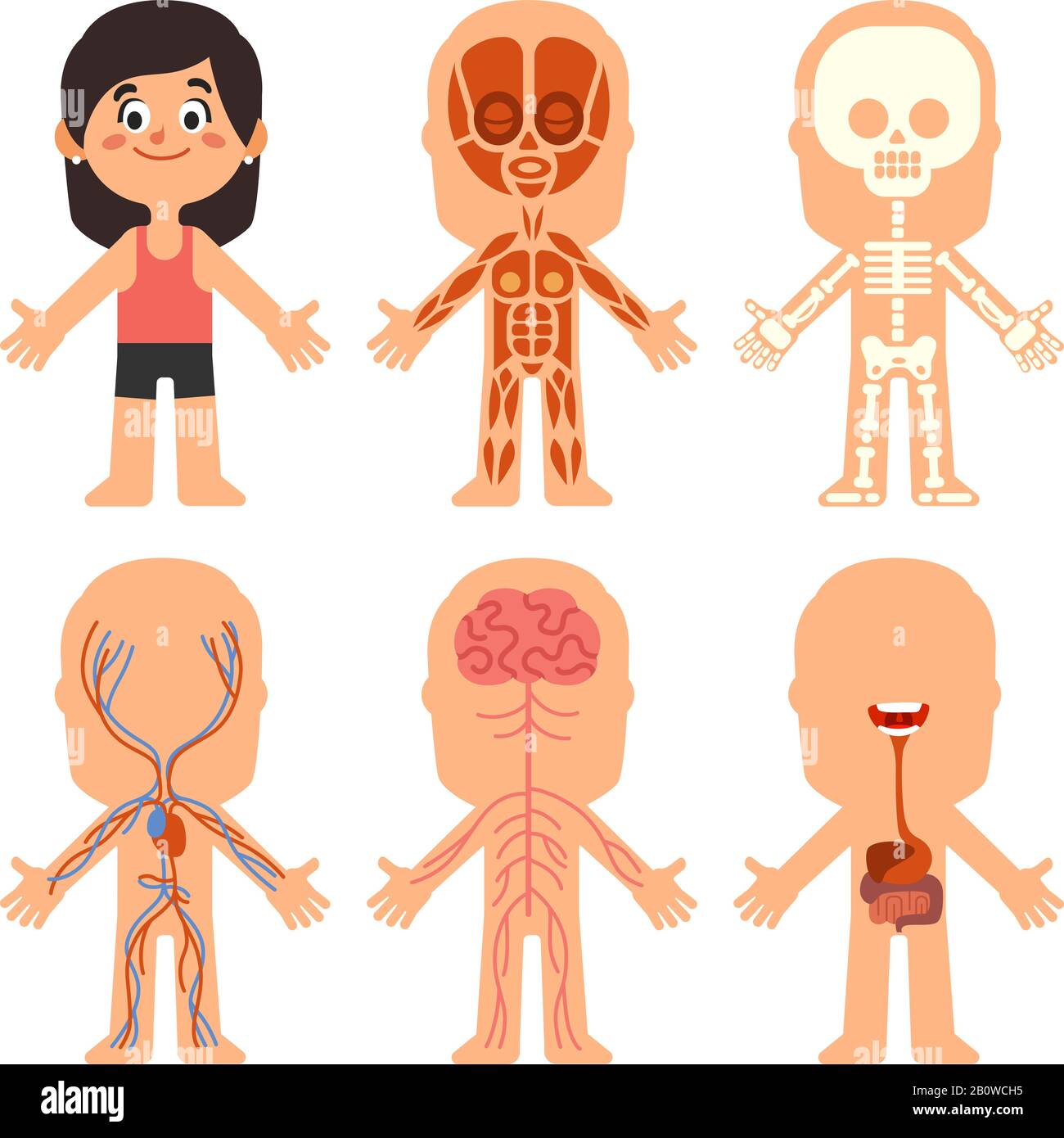 Cartoon girl body anatomy. Woman veins, organs and nervous system biology chart. Human skeleton and muscle systems vector illustration Stock Vector