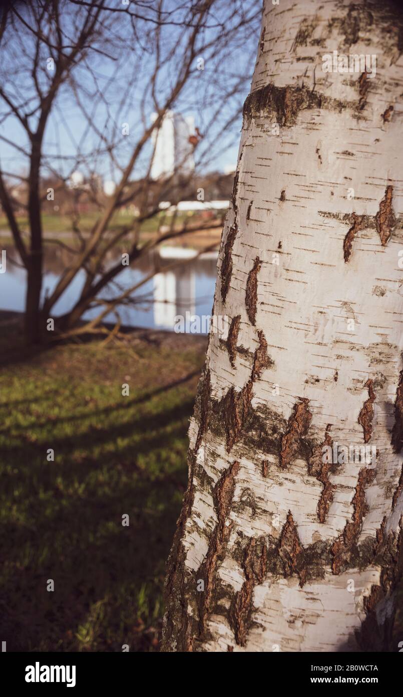 birch tree in the city Park on background of lake and blue sky reflection Stock Photo