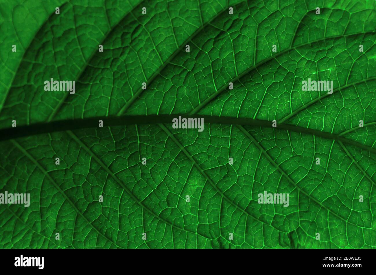 Close up nature background hi-res stock photography and images - Alamy