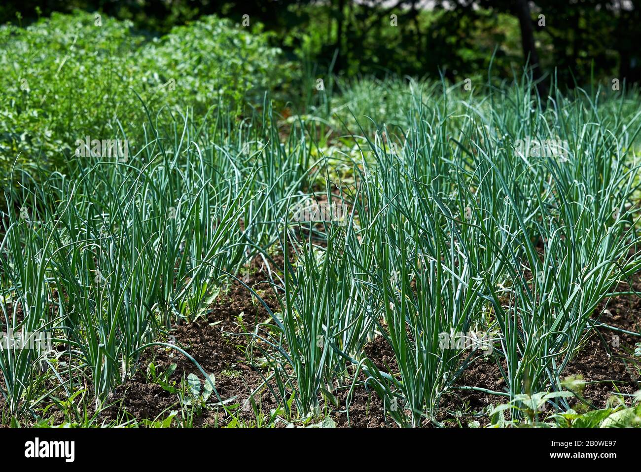 Green onion crop, scallion, spring onions Stock Photo Alamy