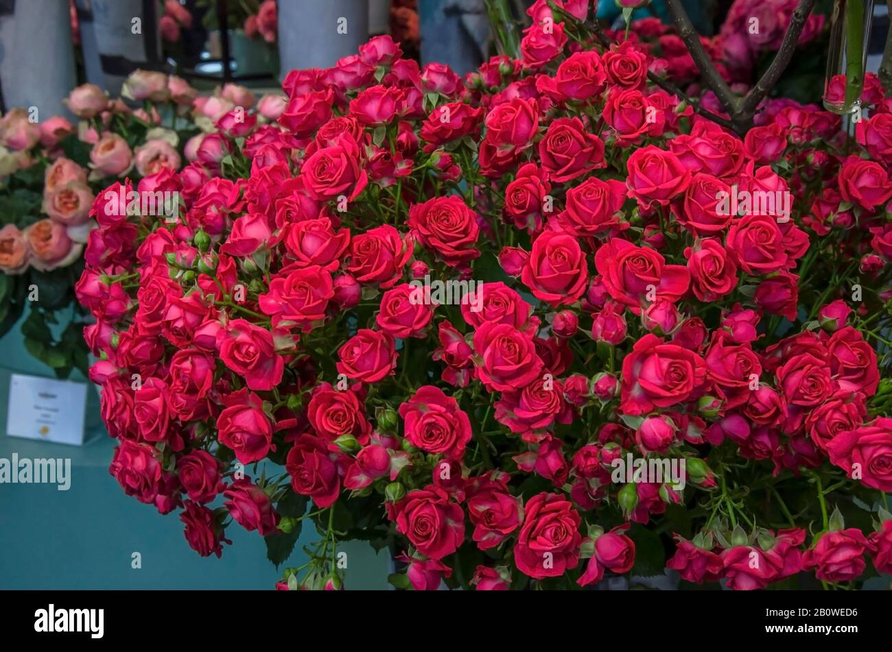 Huge Bouquet Stock Photos Huge Bouquet Stock Images Alamy