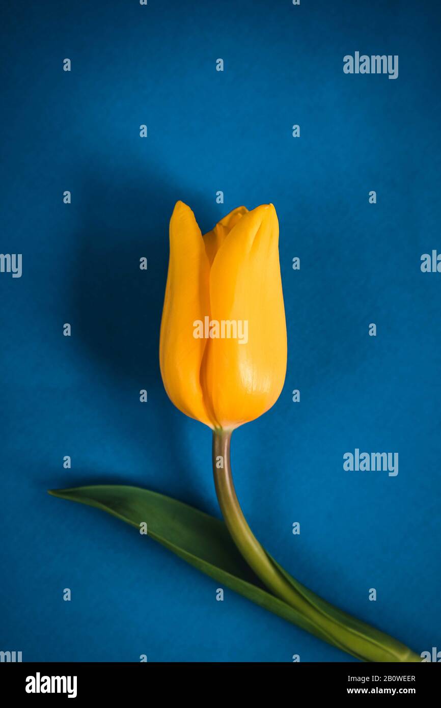 Blue spring and Easter background with yellow tulips on dark blue background. Top view with copy space Stock Photo