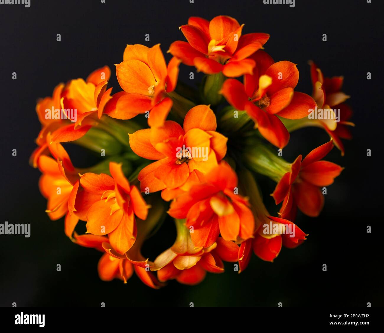 Flowers of decorative orange kalanchoe. Houseplants. Close-up. Dark background Stock Photo