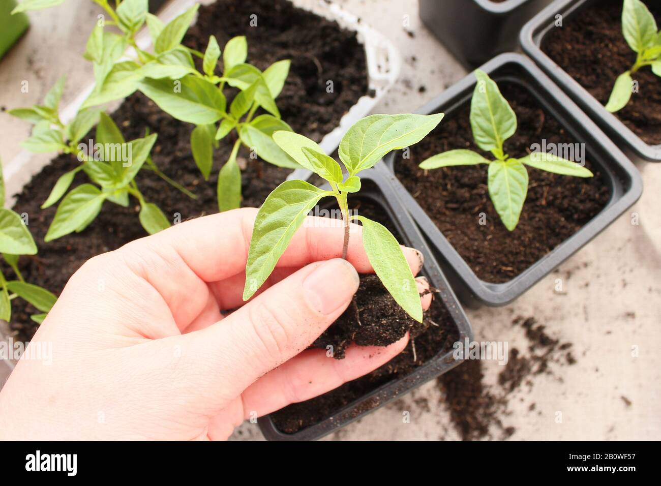 Пикирование рассады перца. Перцы надо пикировать. Перцы надо пикировать. Пикирование рассады перца. Бальзамин пикировка рассады.